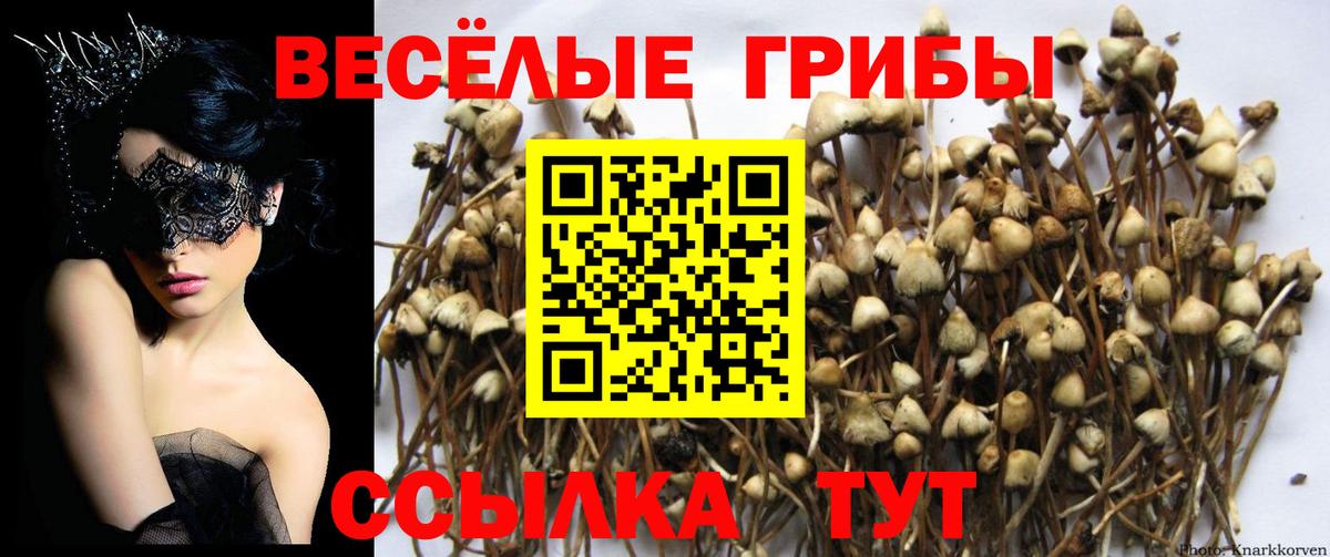 купить закладку  Галлюциногенные грибы Psilocybe  Вход с VPN  Новочеркасск 